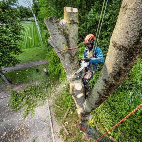 STIHL MSA 240.0 TC-O MOTORSAG