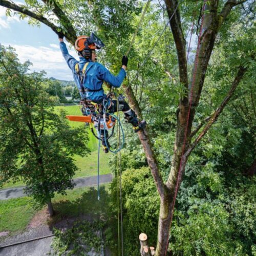 STIHL MSA 240.0 TC-O MOTORSAG